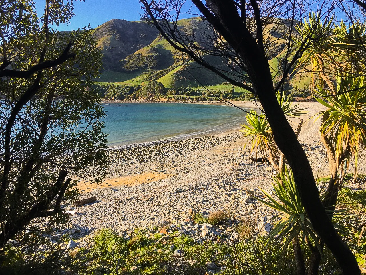 Cable Bay's stony beach and turquoise water seen through flax and trees, with green hills across the bay