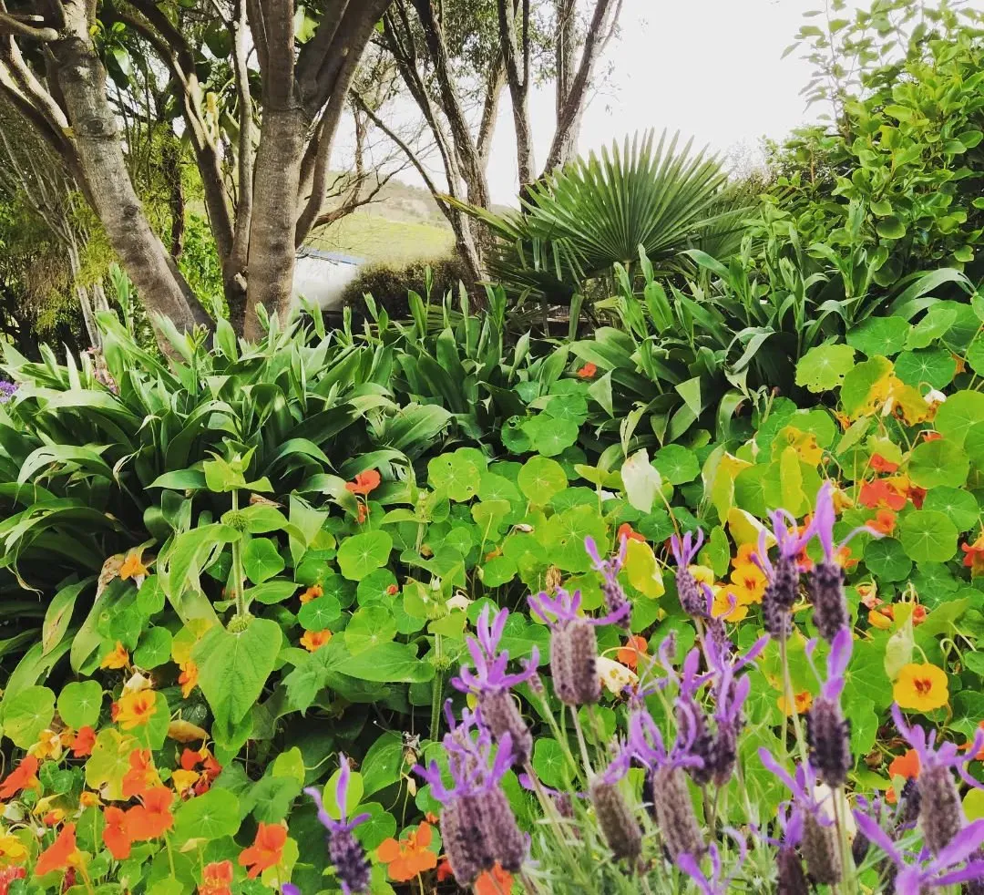 The café garden in bloom with lavender, orange nasturtiums and lush green plants under the trees